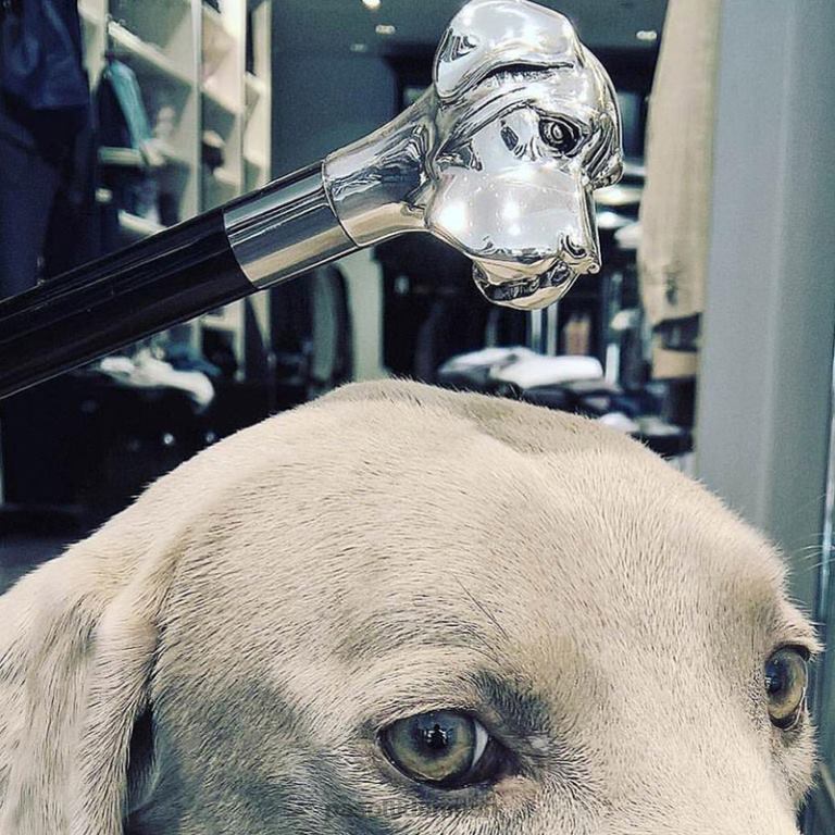 Mænd PASOTTI 478 5973-2 w27 - labrador paraply 824L256