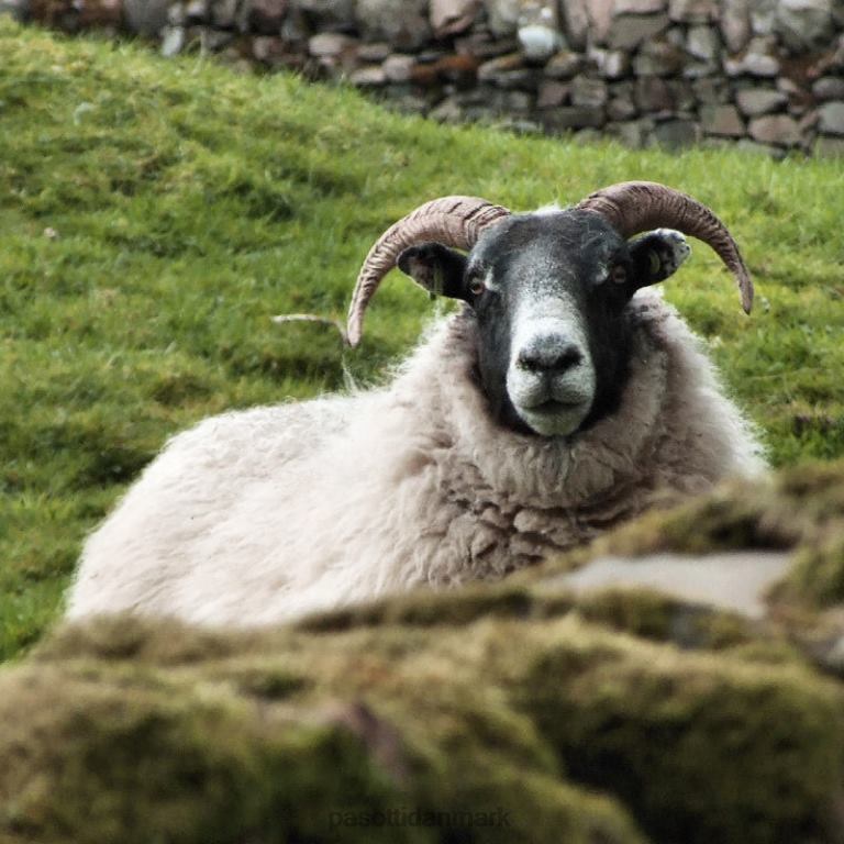 unisex PASOTTI ba cm - fårehornsstok 824L2237